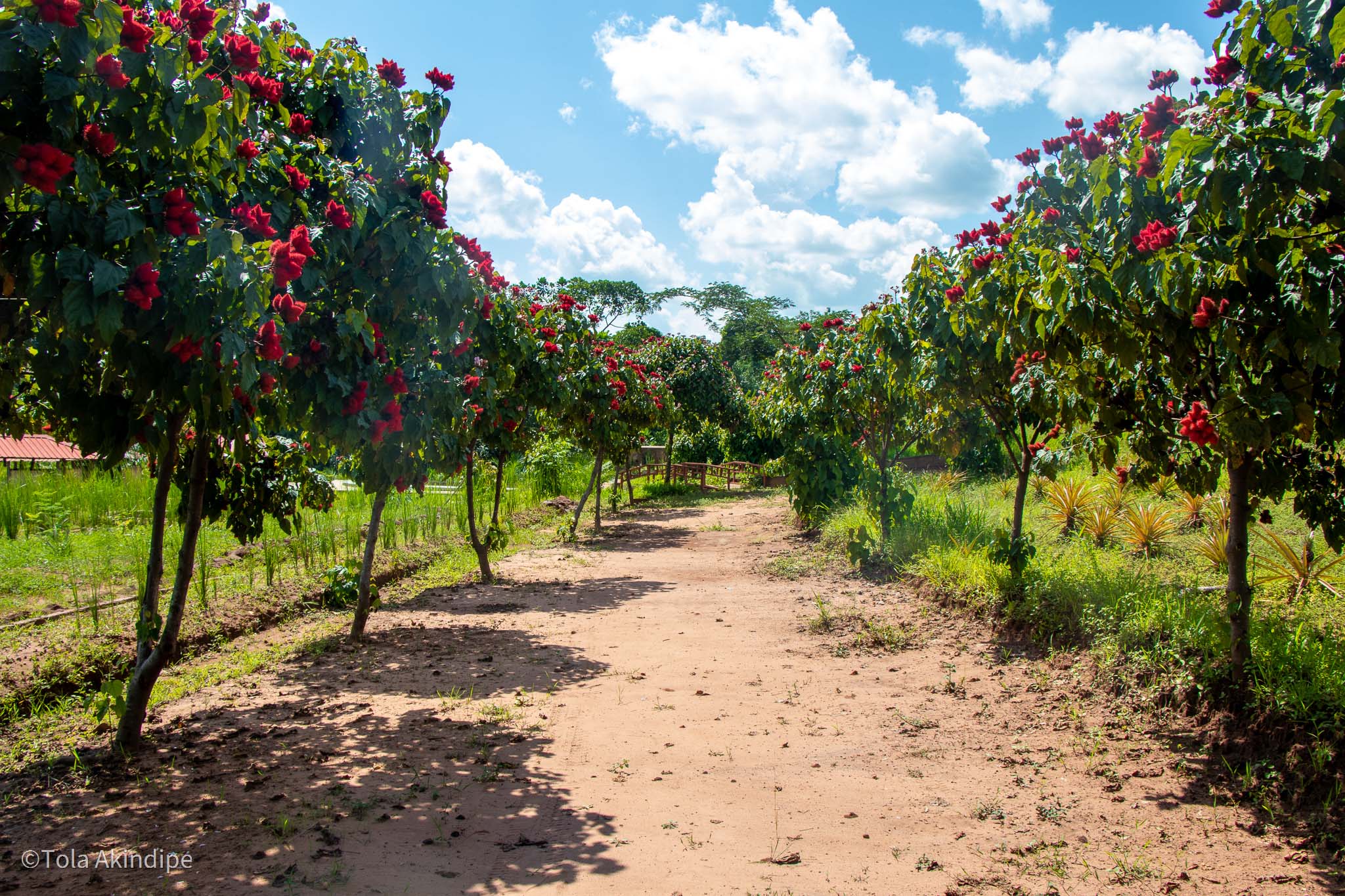 Garden in farm in Dundo, Angola